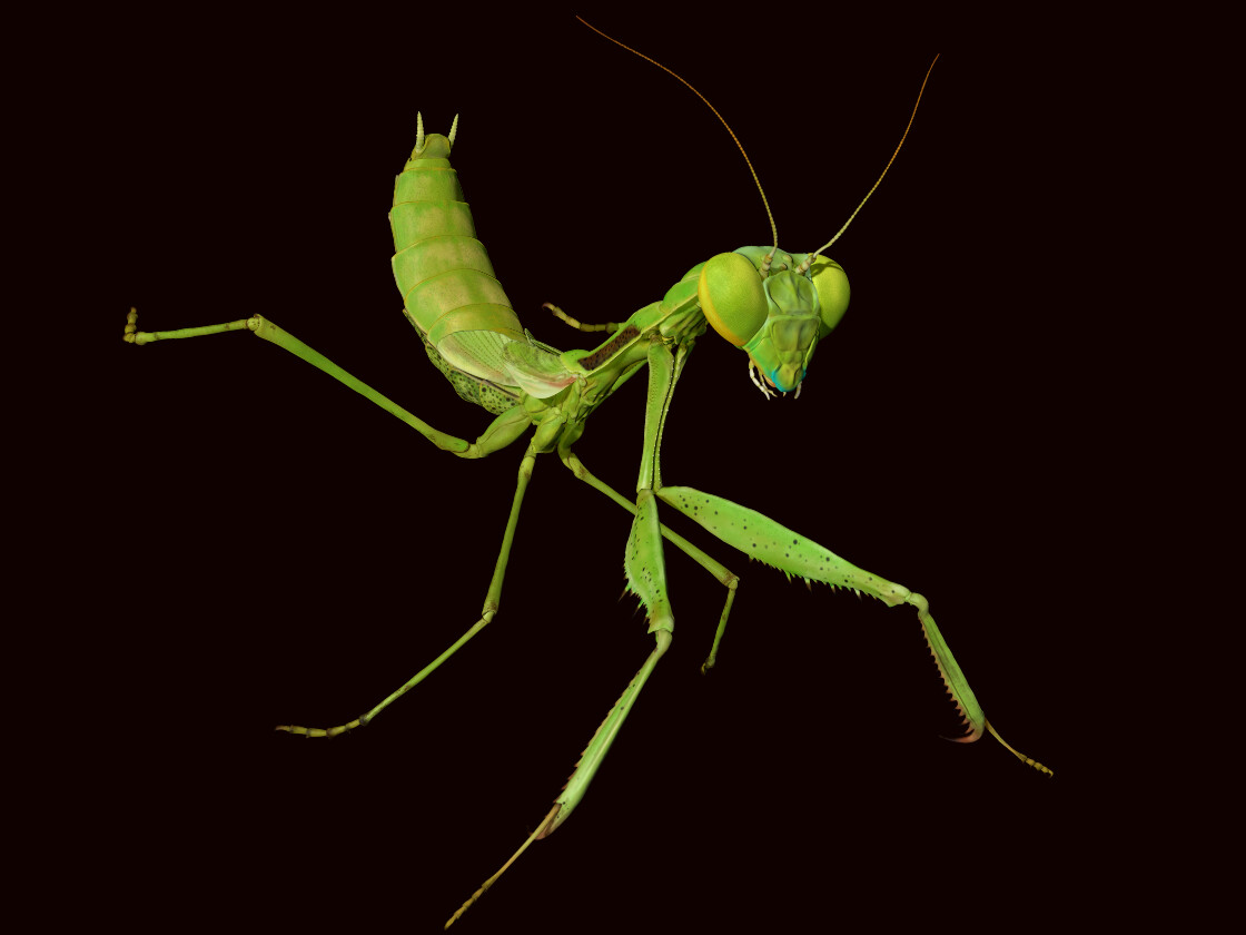 Eric was taking macro photograph shots at Descanso Gardens in LA when he ran across a praying mantis; his photos inspired him to finish this mantis model in ZBrush.