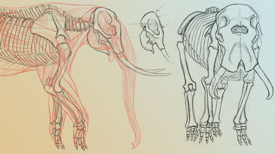 Elephant Anatomy Vol. 1: Drawing Skeletons & Musculature Thumbnail