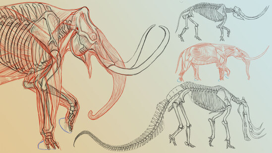 Elephant Anatomy Vol. 2: Prehistoric Studies & Imaginary Concepts Thumbnail