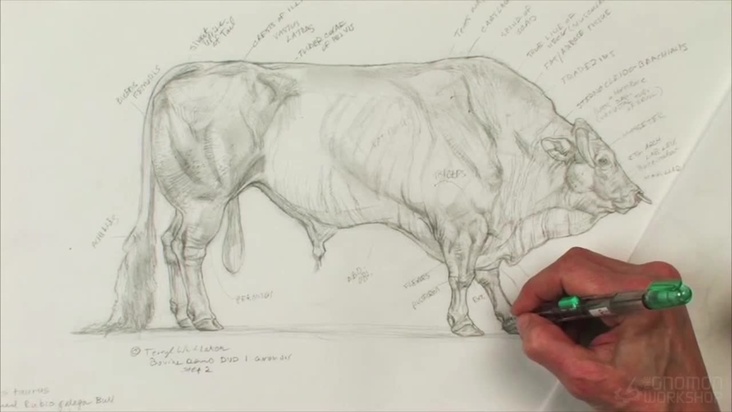 Actual Bovine Study and Anatomy Analysis