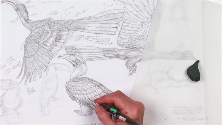 Actual Avian Study - Greater Indian Hornbill