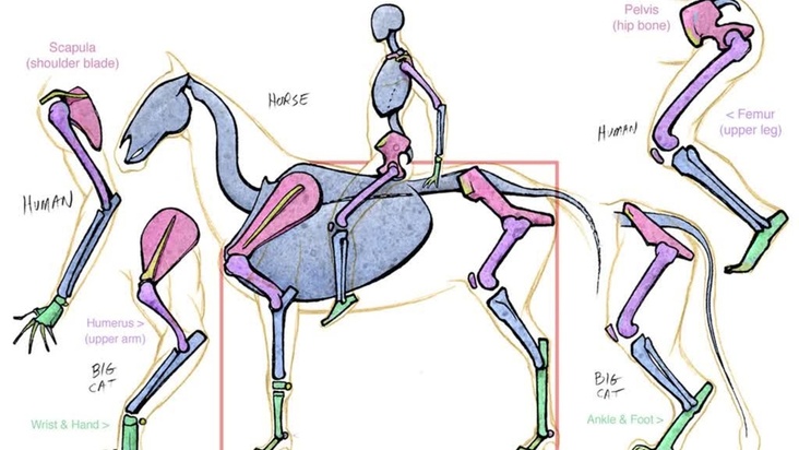 Introduction to Animal Anatomy