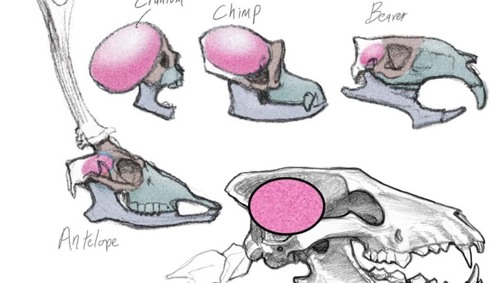 Anatomy of the Skull