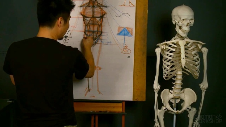 Pelvis and Legs (Front)