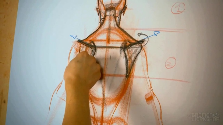 Head and Torso (Back)