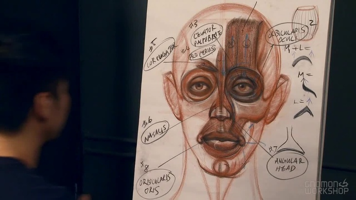 Muscle Groups of the Human Head