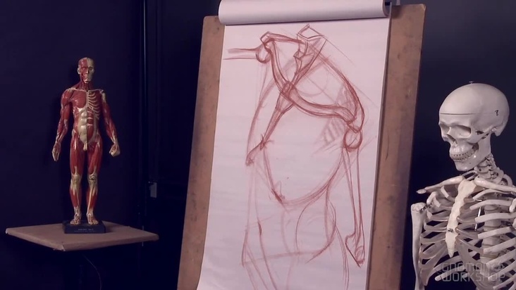 Neck and Shoulder Region