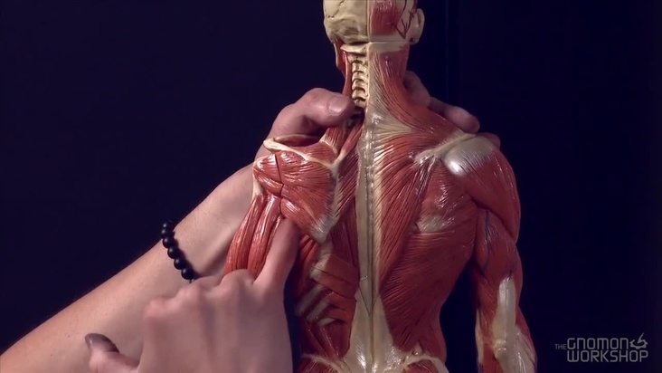 The Spine and Muscles of the Upper Back