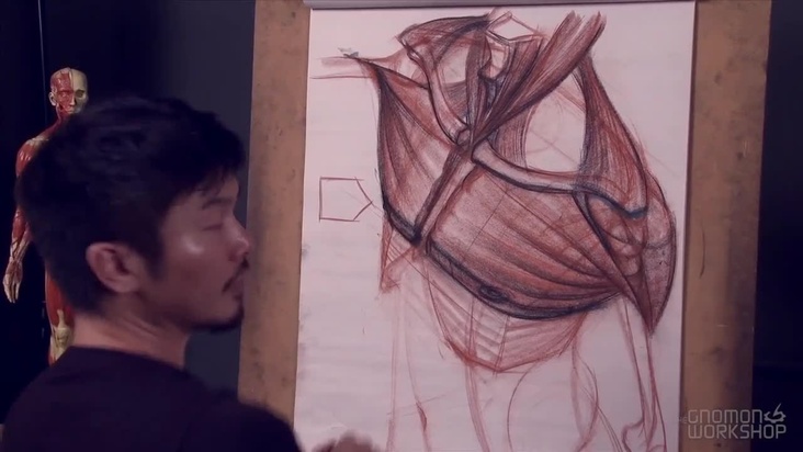 Muscles of the Chest and Shoulders