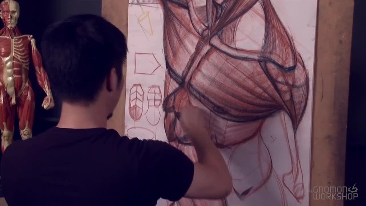 The Abdominal Muscles