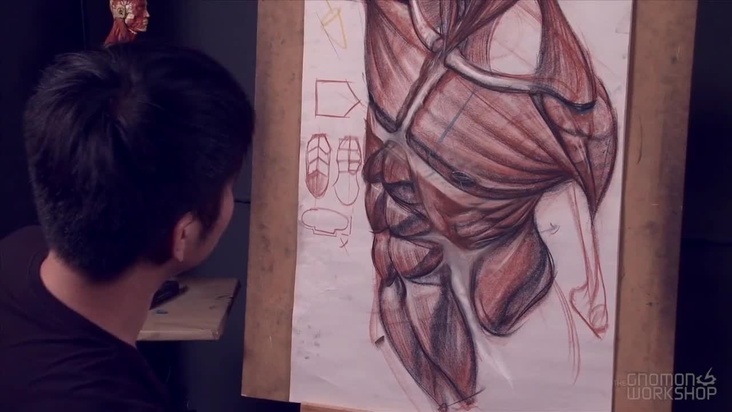 Muscles of the Lower Torso Region