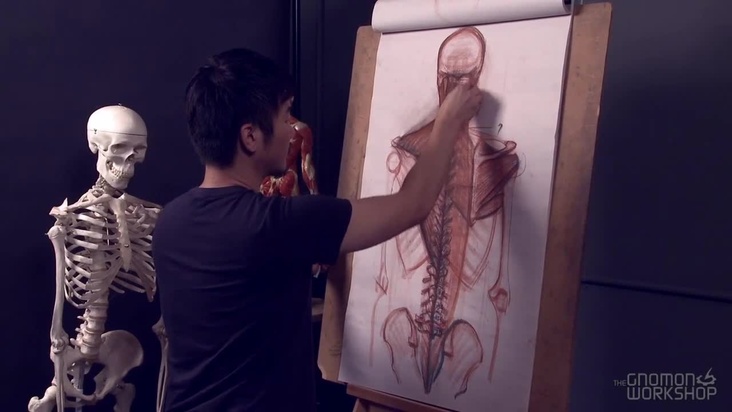 Muscles of the Human Back – Part 1