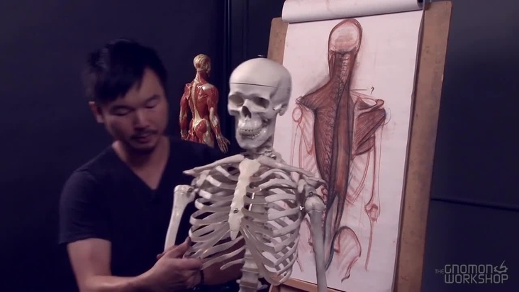 Muscles of the Human Back – Part 2