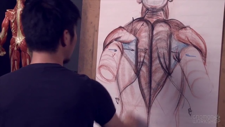 Drawing the Muscles Dynamically