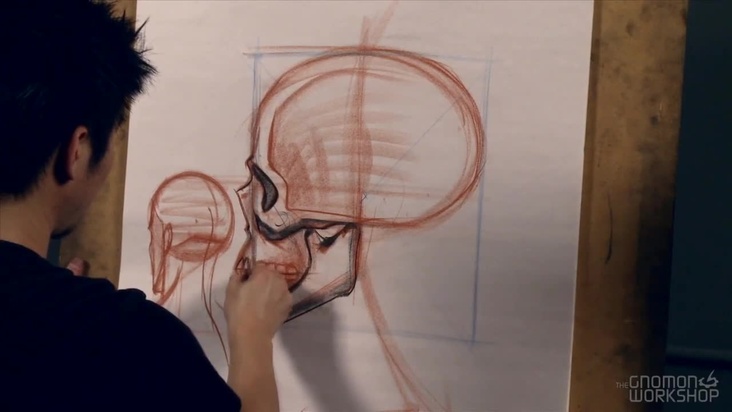 Skeletal Features of the Human Skull