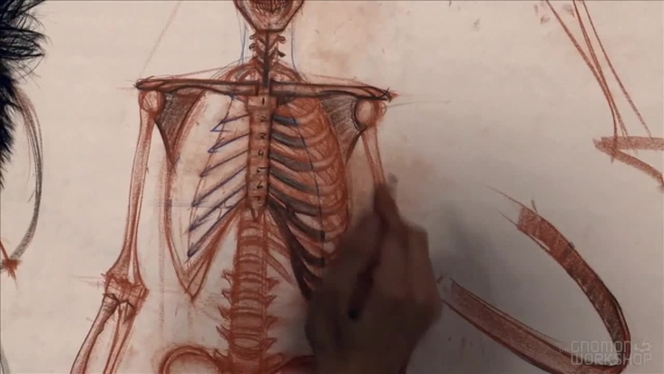 Shoulder, Sternum, and Rib Cage