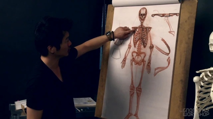 Skeletal Features of the Human Arm