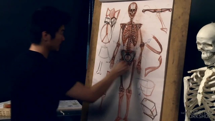 Skeletal Features of the Human Leg