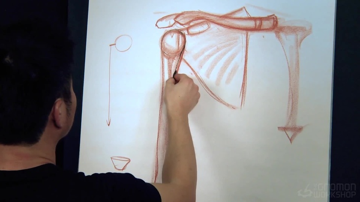 Overview of the Arm skeletal system