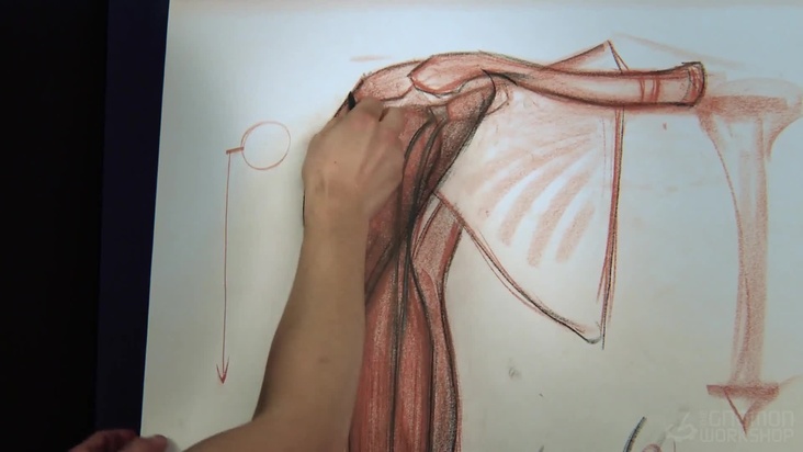 Muscle of upper arm
