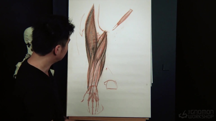 Muscle of Triceps and Flexor group