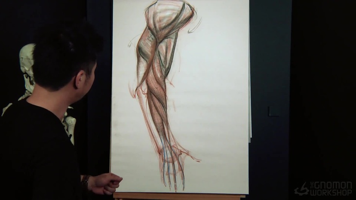 Muscle of Out side view of the arm