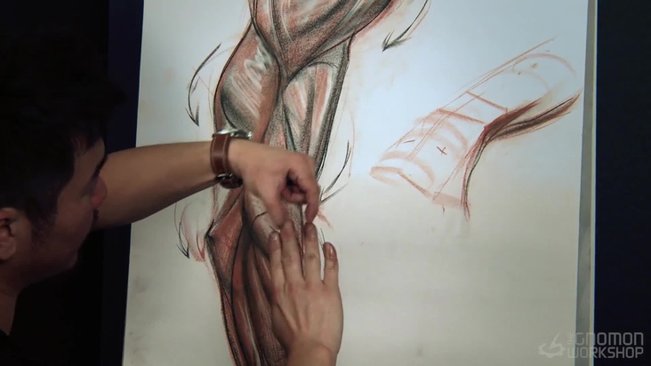 Muscle of the thumb and Structure of hand