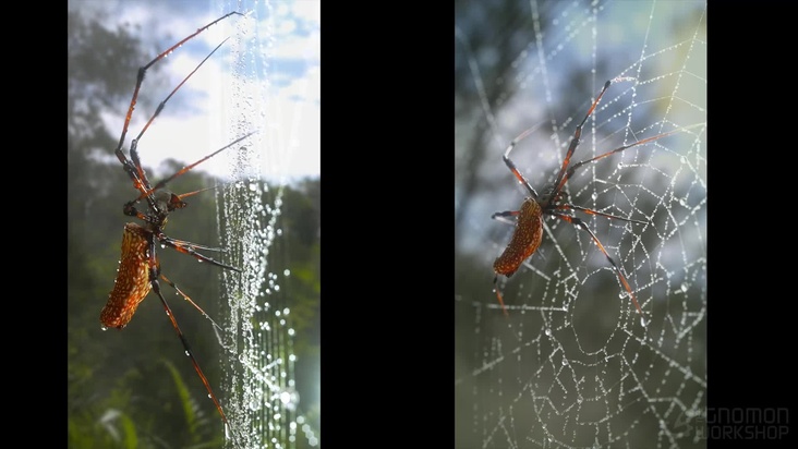 Overview of modeling and rendering spiders