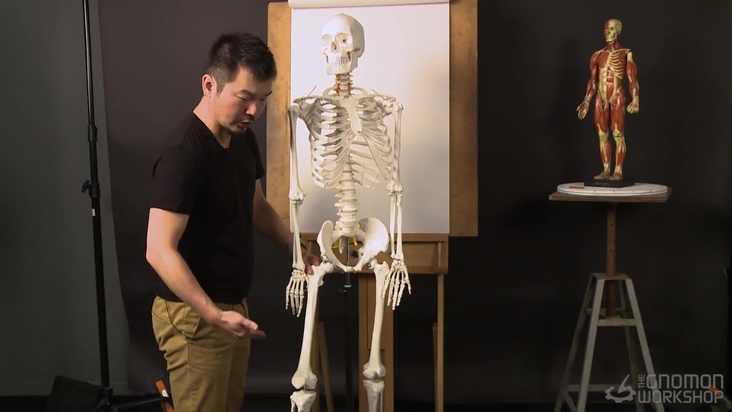 Overview of the Hip and Leg Skeleton System