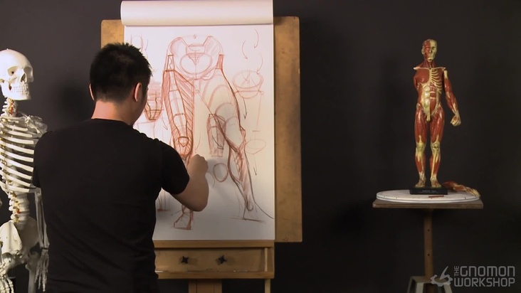 Structure of Hip and Leg