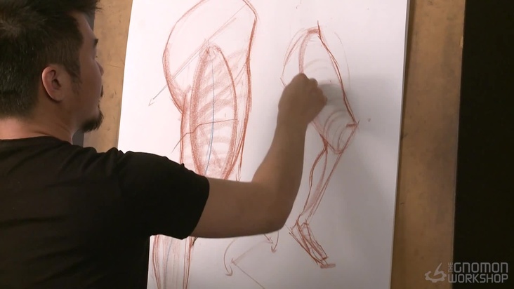 Lateral and Anterior View of Hip and Leg Structure