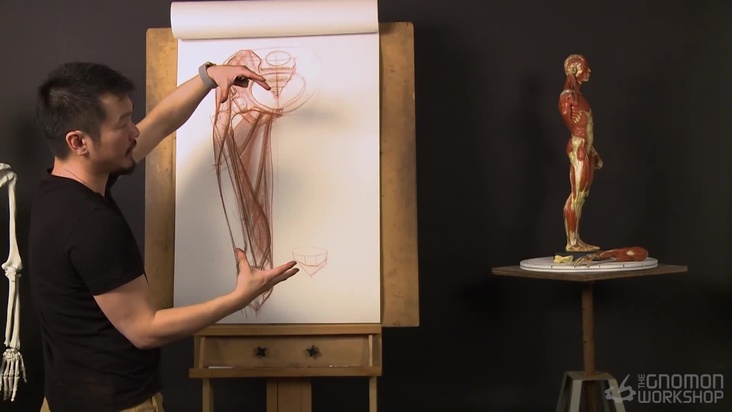 Anatomy on Anterior View of Upper Leg