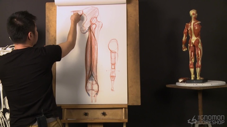 Anatomy Posterior and Lateral View of Upper Leg and Hip