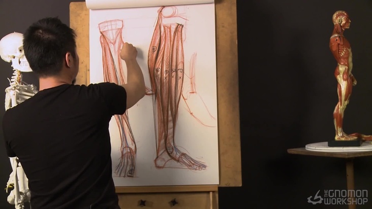 Anatomy of Lower Leg