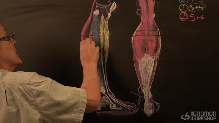 Lower Leg and Foot Lecture Part 01