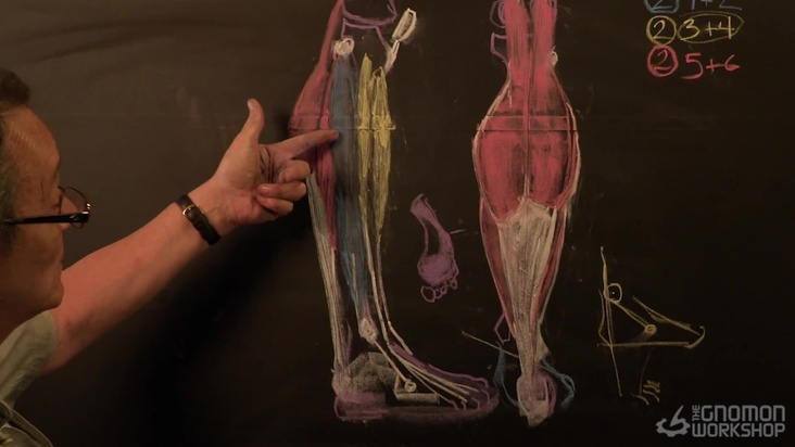 Lower Leg and Foot Lecture Part 02