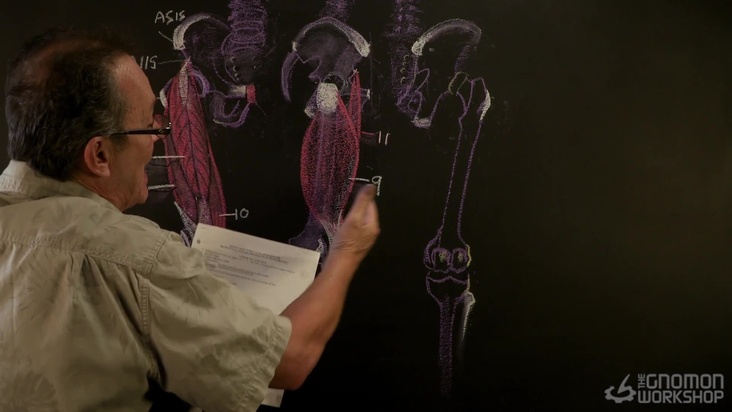 Thigh and Gluteals Lecture Part 01