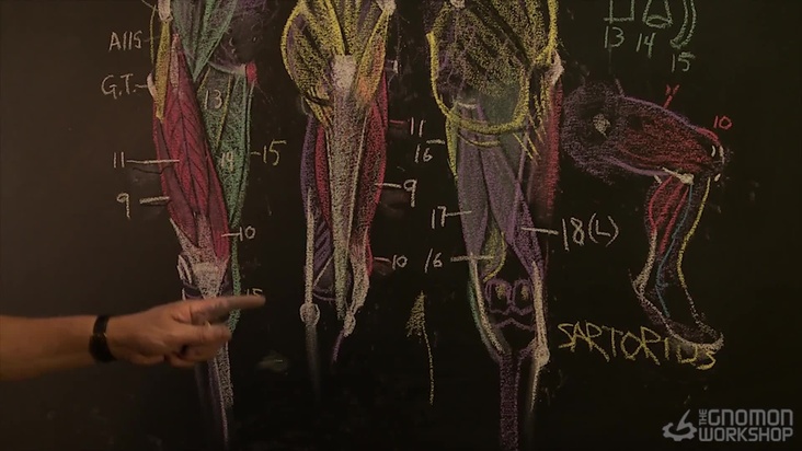 Thigh and Gluteals Lecture Part 02