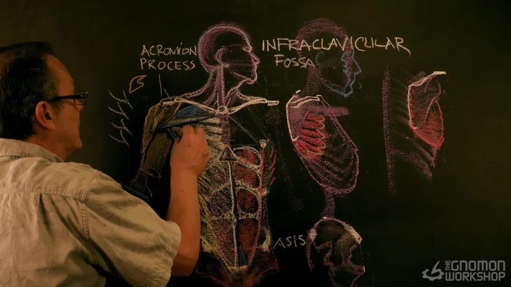 Front Torso Lecture Part 02