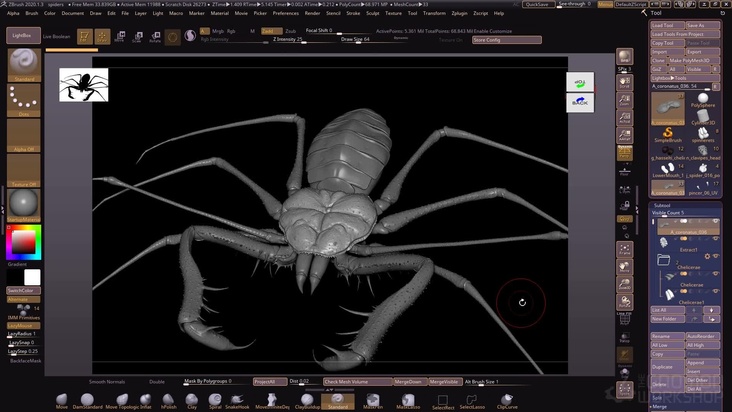 Overview of basic spider anatomy