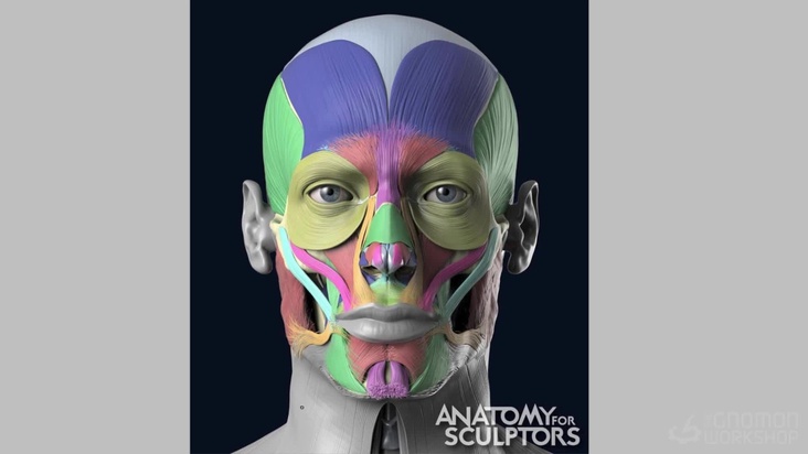 Facial Anatomy
