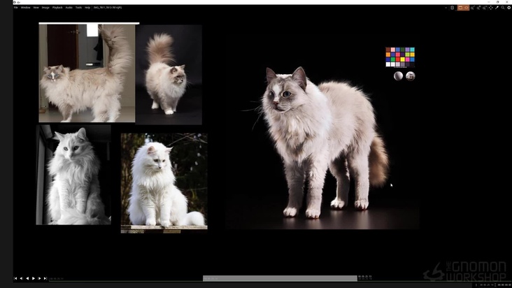 Fur Texturing & Look Dev