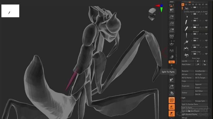Rough-in Thorax & Abdomen