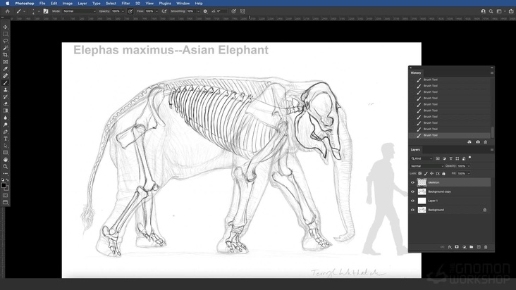 Asian Elephant: Drawing The Skeleton