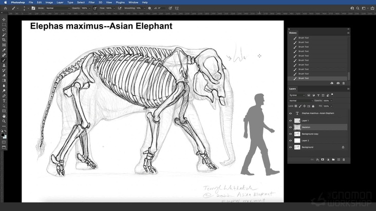 Asian Elephant: Finessing The Skeleton