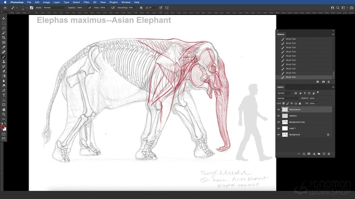 Asian Elephant: Musculature — Part 1