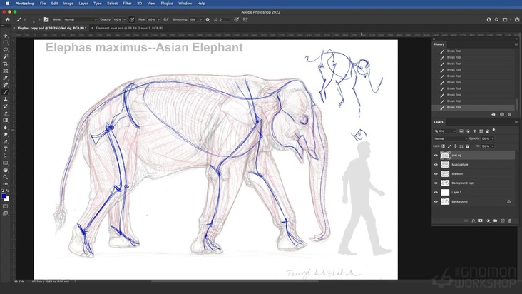 Asian Elephant: Musculature — Part 2