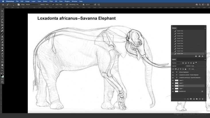 African Elephant: Drawing The Skeleton — Part 1