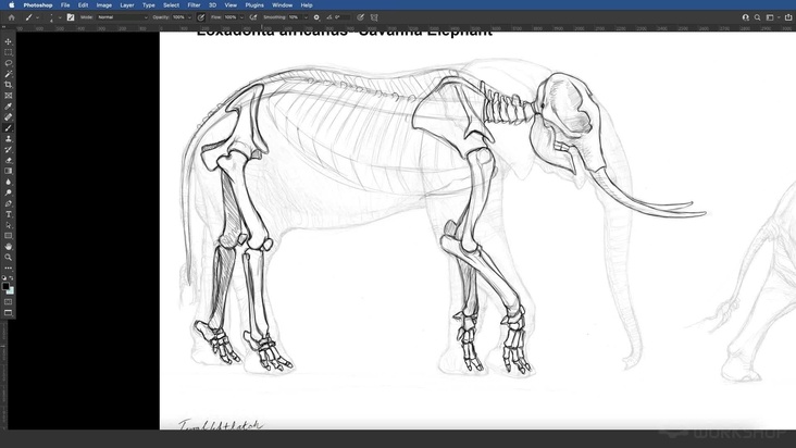 African Elephant: Drawing The Skeleton — Part 2