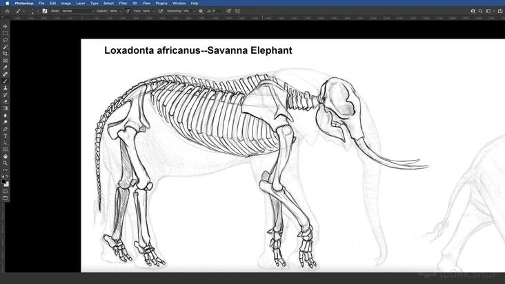 African Elephant: Drawing The Skeleton — Part 3